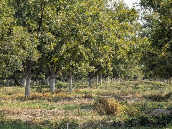 Huerta de 18,000 metros 2 en Ejido Parras