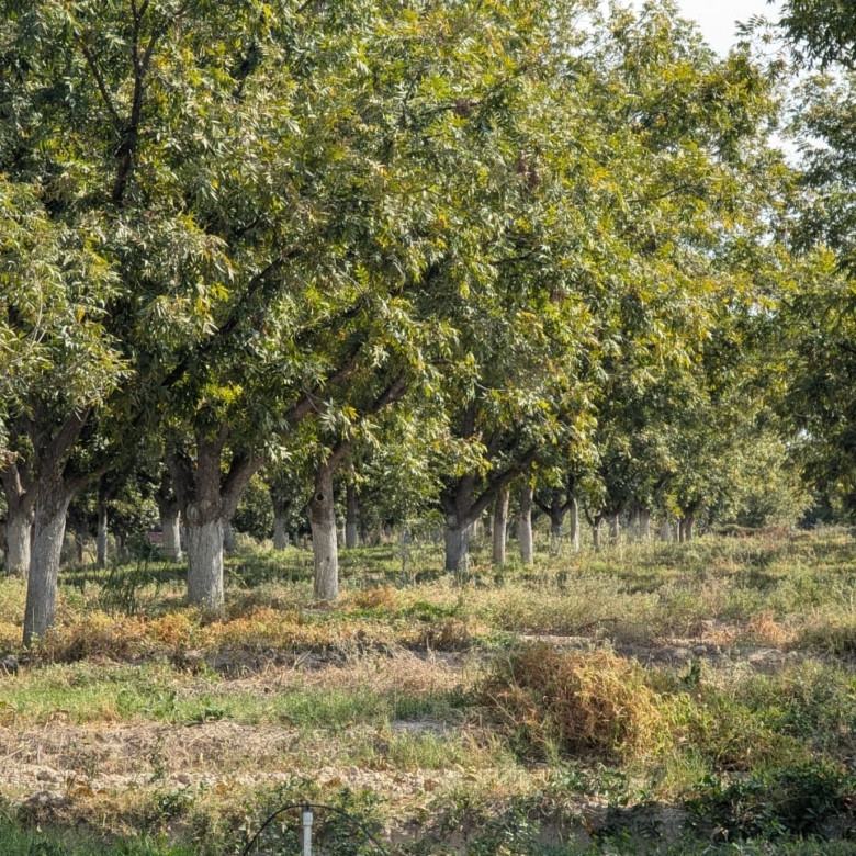 Huerta de 18,000 metros 2 en Ejido Parras