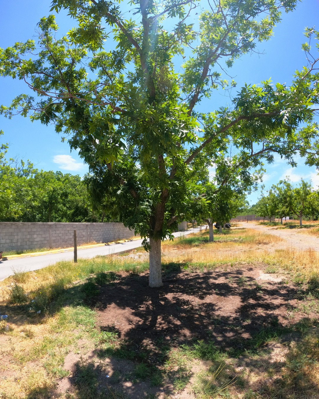Terreno en venta de 220m² en Calle Mina