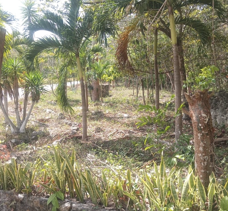 TERRENO EN VENTA – 25 HECTÁREAS IDEAL PARA DESARROLLO E INVERSIÓN 🌿🏗️