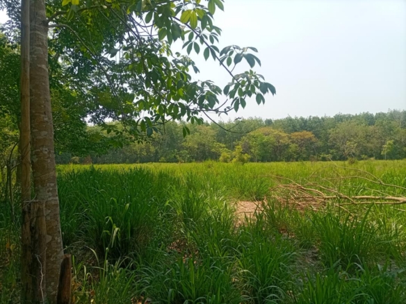 Rancho Productivo de 300 Hectáreas | Región Olmeca | Oportunidad Agroindustrial