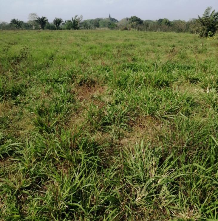 Rancho Productivo de 300 Hectáreas | Región Olmeca | Oportunidad Agroindustrial