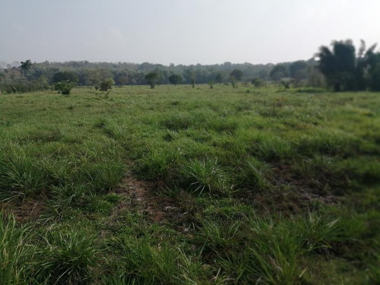 Rancho Productivo de 300 Hectáreas | Región Olmeca | Oportunidad Agroindustrial