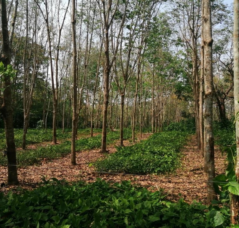 Rancho Productivo de 300 Hectáreas | Región Olmeca | Oportunidad Agroindustrial