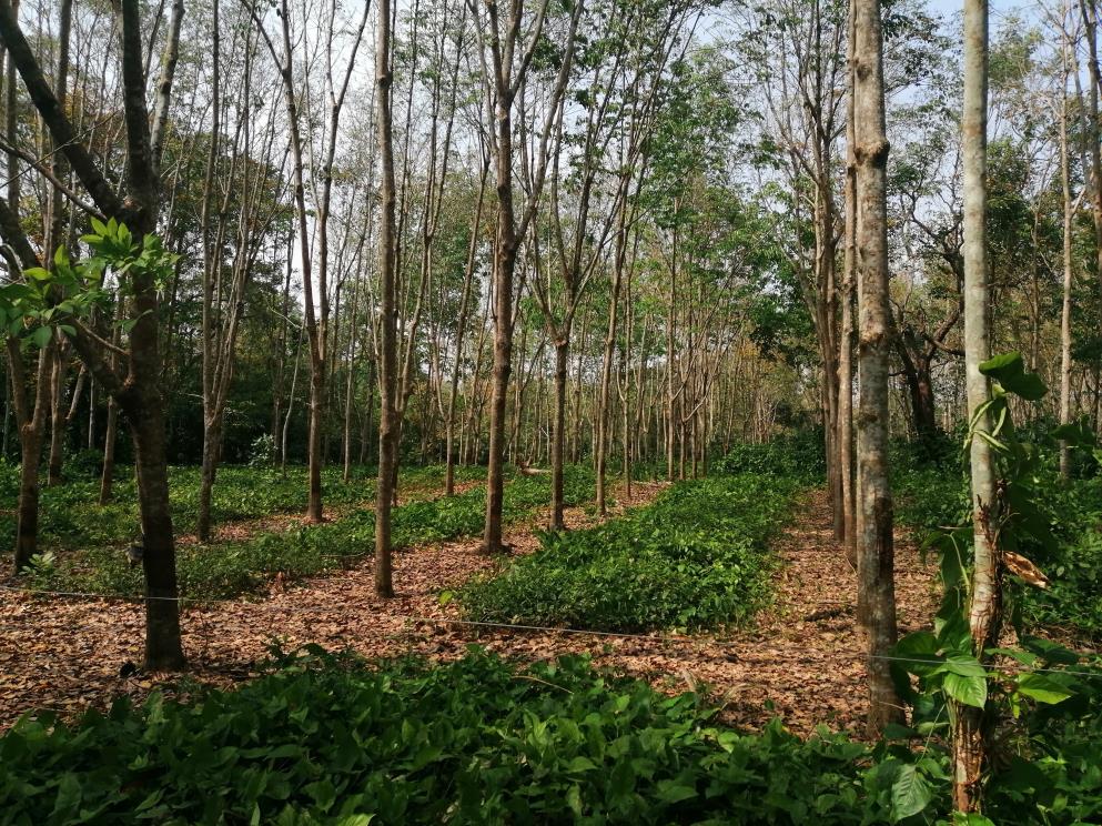 Rancho Productivo de 300 Hectáreas | Región Olmeca | Oportunidad Agroindustrial