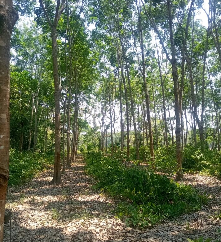 Rancho Productivo de 300 Hectáreas | Región Olmeca | Oportunidad Agroindustrial