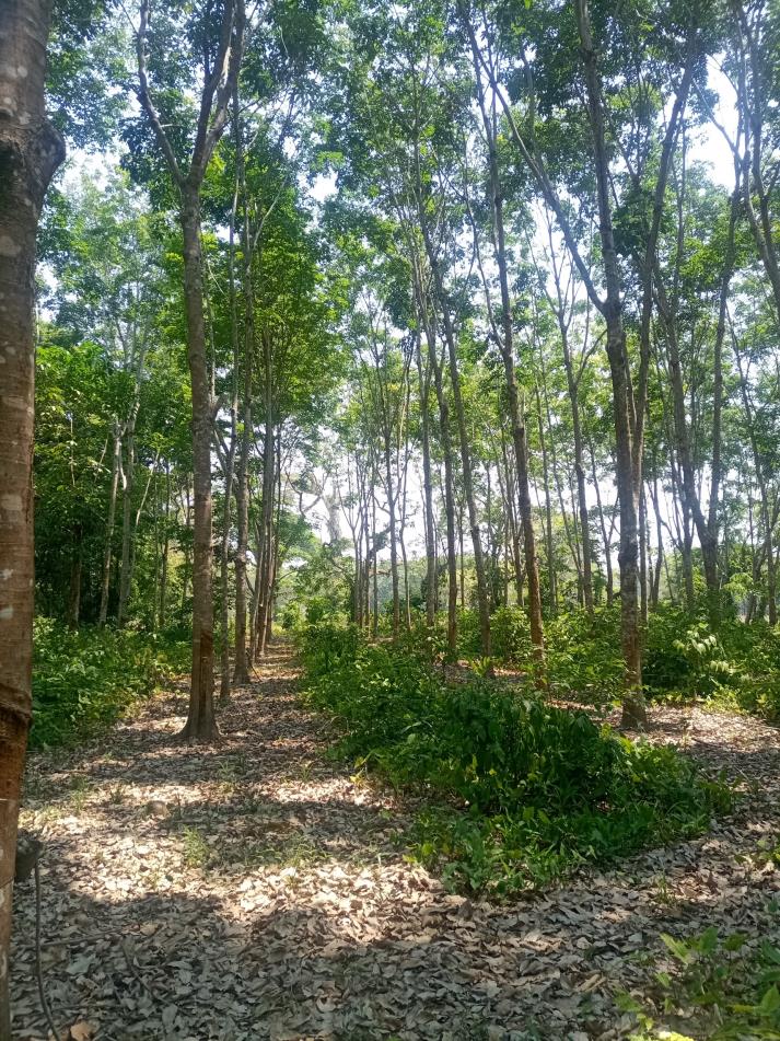 Rancho Productivo de 300 Hectáreas | Región Olmeca | Oportunidad Agroindustrial