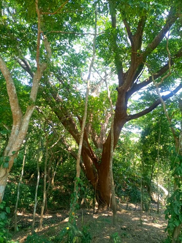 Rancho Productivo de 300 Hectáreas | Región Olmeca | Oportunidad Agroindustrial