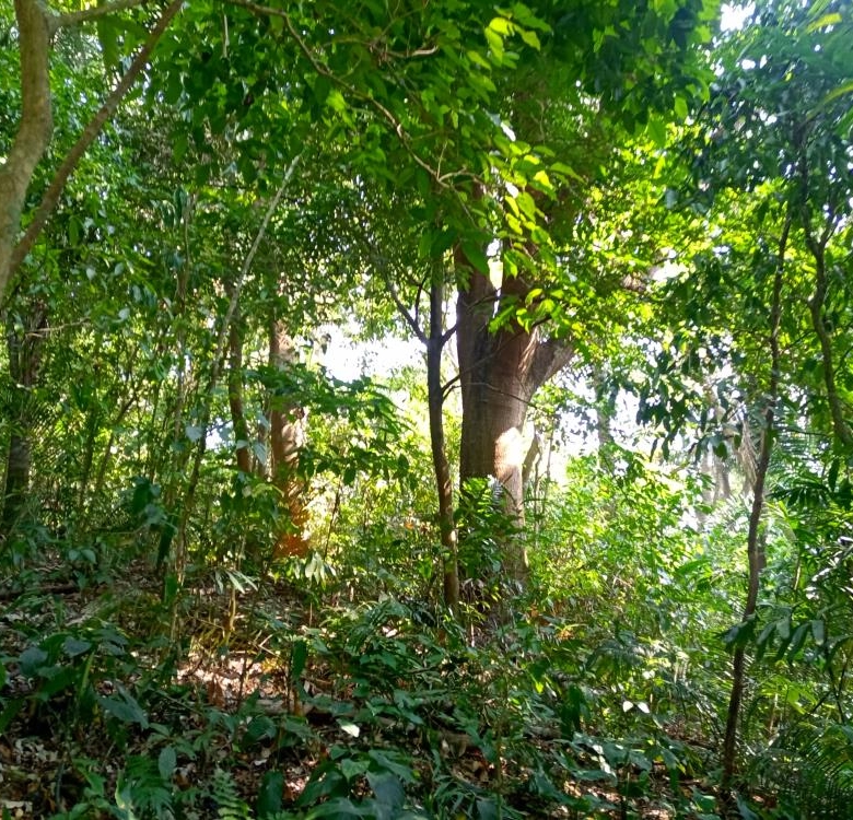 Rancho Productivo de 300 Hectáreas | Región Olmeca | Oportunidad Agroindustrial