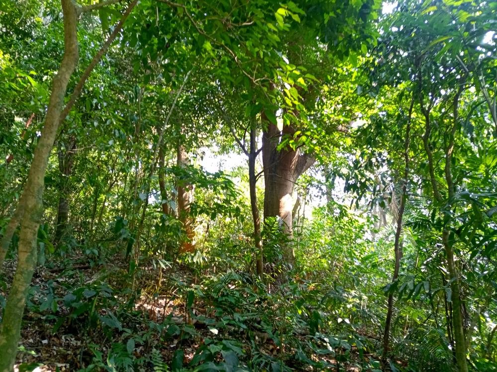 Rancho Productivo de 300 Hectáreas | Región Olmeca | Oportunidad Agroindustrial