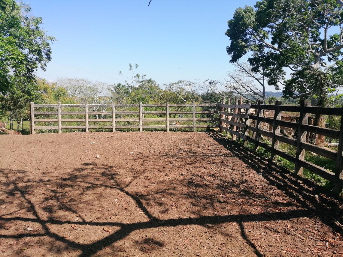 Rancho Productivo de 300 Hectáreas | Región Olmeca | Oportunidad Agroindustrial