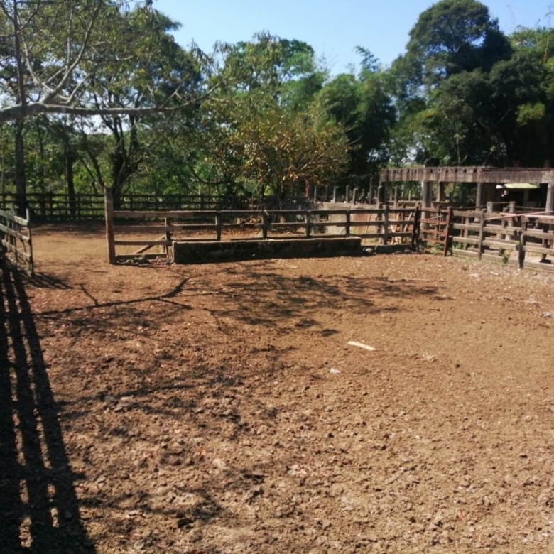 Rancho Productivo de 300 Hectáreas | Región Olmeca | Oportunidad Agroindustrial