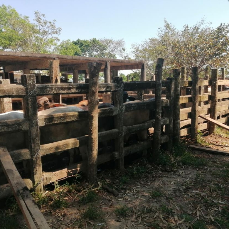 Rancho Productivo de 300 Hectáreas | Región Olmeca | Oportunidad Agroindustrial