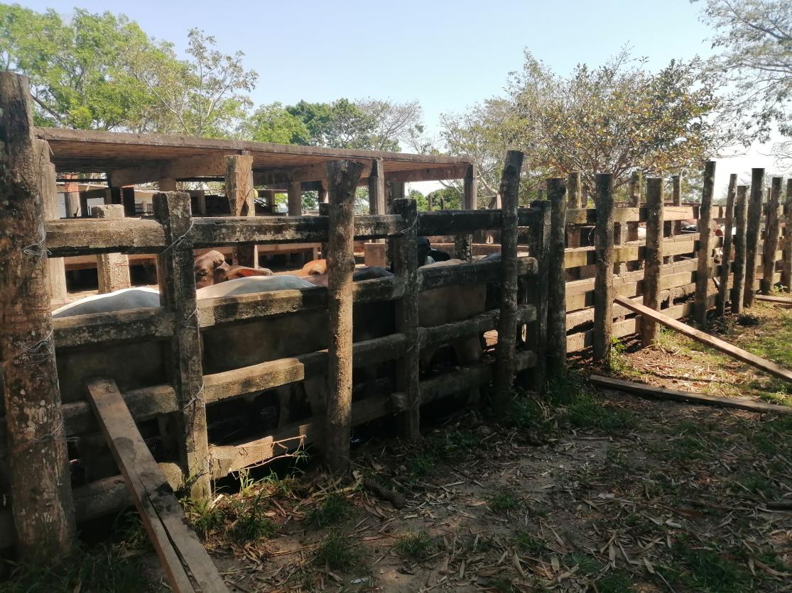 Rancho Productivo de 300 Hectáreas | Región Olmeca | Oportunidad Agroindustrial