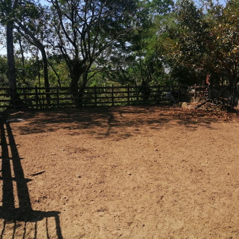 Rancho Productivo de 300 Hectáreas | Región Olmeca | Oportunidad Agroindustrial