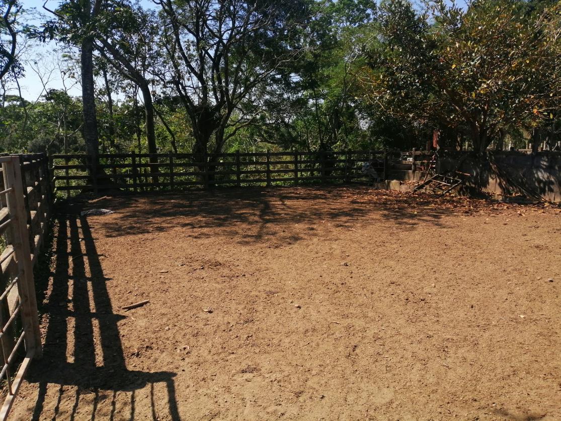 Rancho Productivo de 300 Hectáreas | Región Olmeca | Oportunidad Agroindustrial