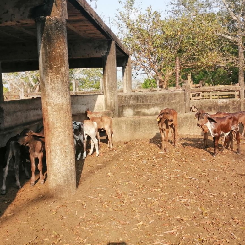Rancho Productivo de 300 Hectáreas | Región Olmeca | Oportunidad Agroindustrial