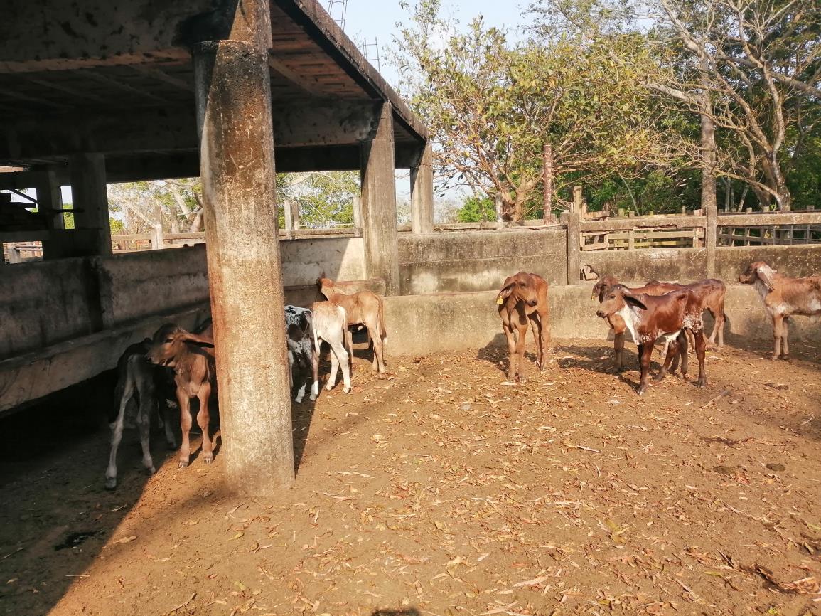Rancho Productivo de 300 Hectáreas | Región Olmeca | Oportunidad Agroindustrial