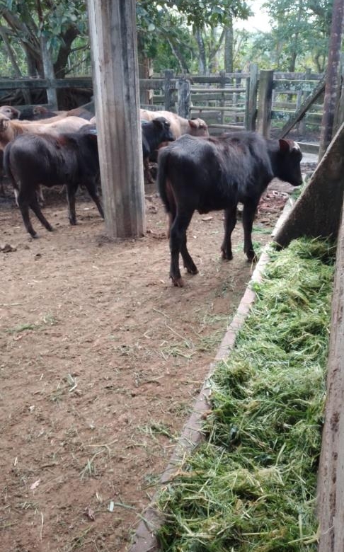 Rancho Productivo de 300 Hectáreas | Región Olmeca | Oportunidad Agroindustrial