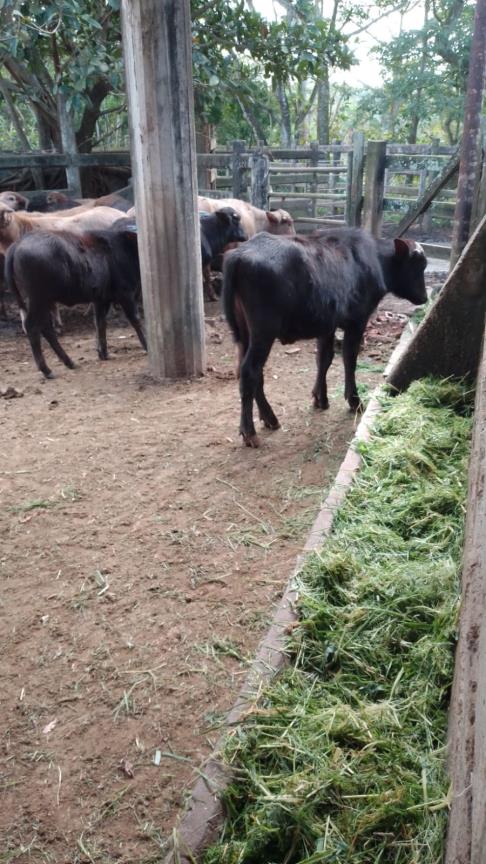 Rancho Productivo de 300 Hectáreas | Región Olmeca | Oportunidad Agroindustrial