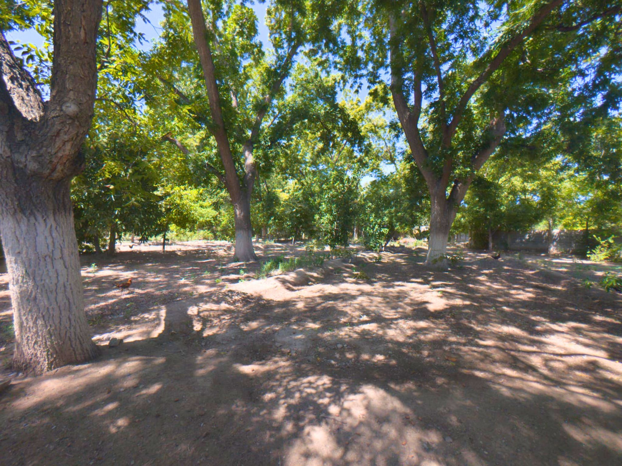 🌳 Terreno arbolado en venta | Zona Centro de Parras