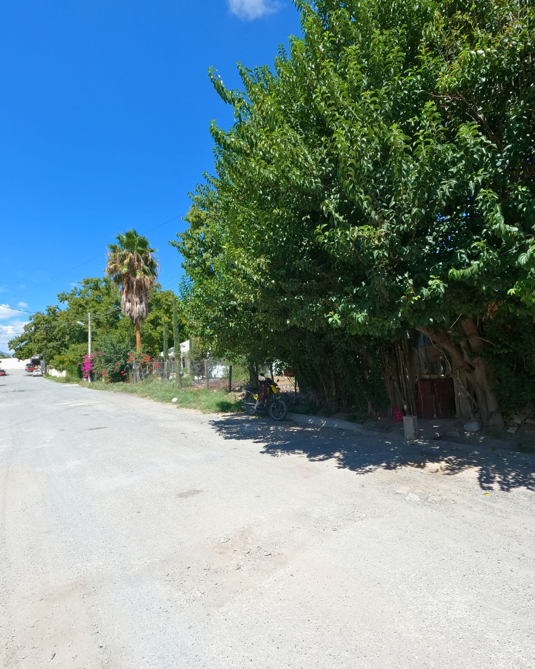 🌳 TERRENO EN VENTA CON 5 NOGALES